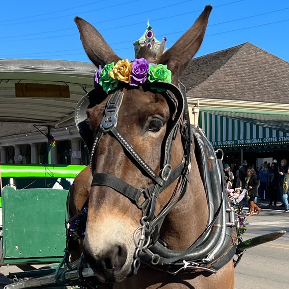 Meet your Posher, Lewis - Picture 1 of 1